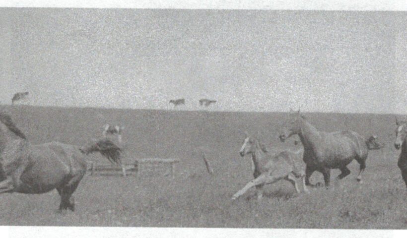 comportamento del cavallo Piero Santini