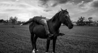 Il legame tra uomo cavallo: come costruire fiducia e sintonia nell’addestramento