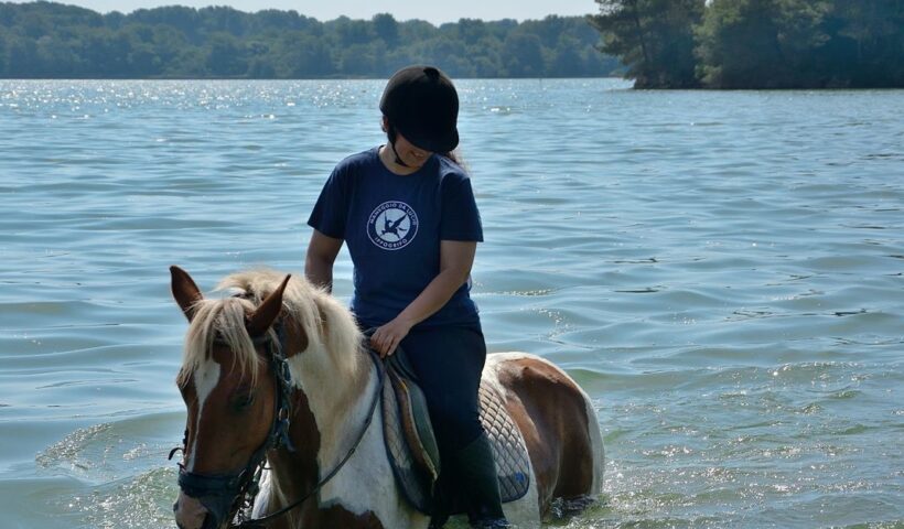 foto cavallo