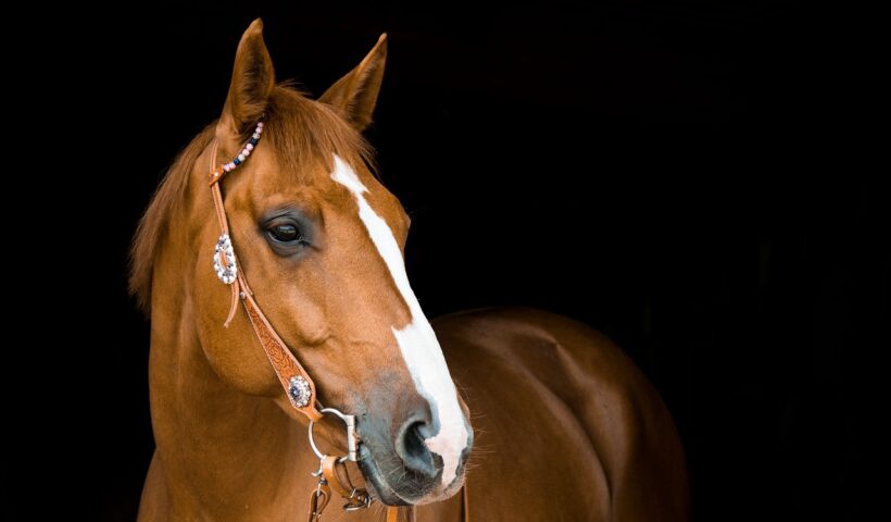 cavallo sauro