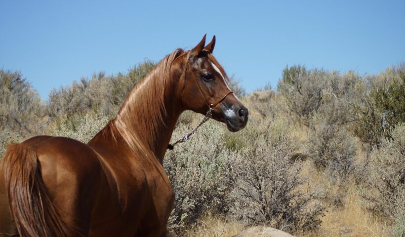 cavallo stalllone