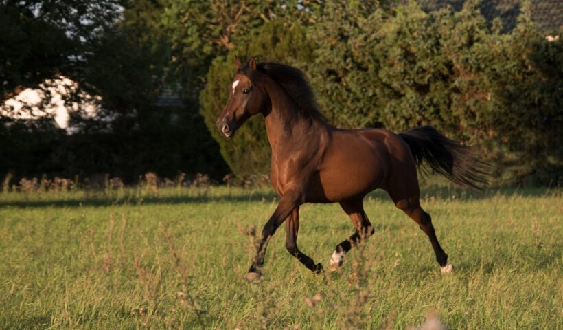 cavallo e uomo