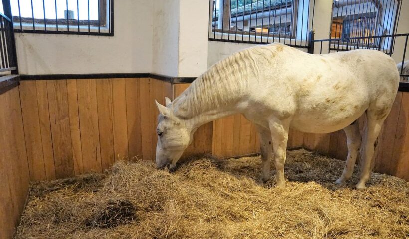 lettiera del cavallo
