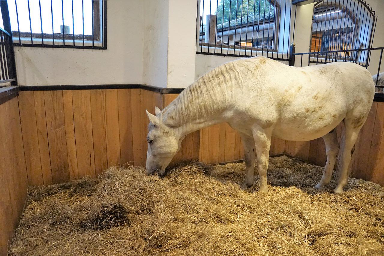 lettiera del cavallo