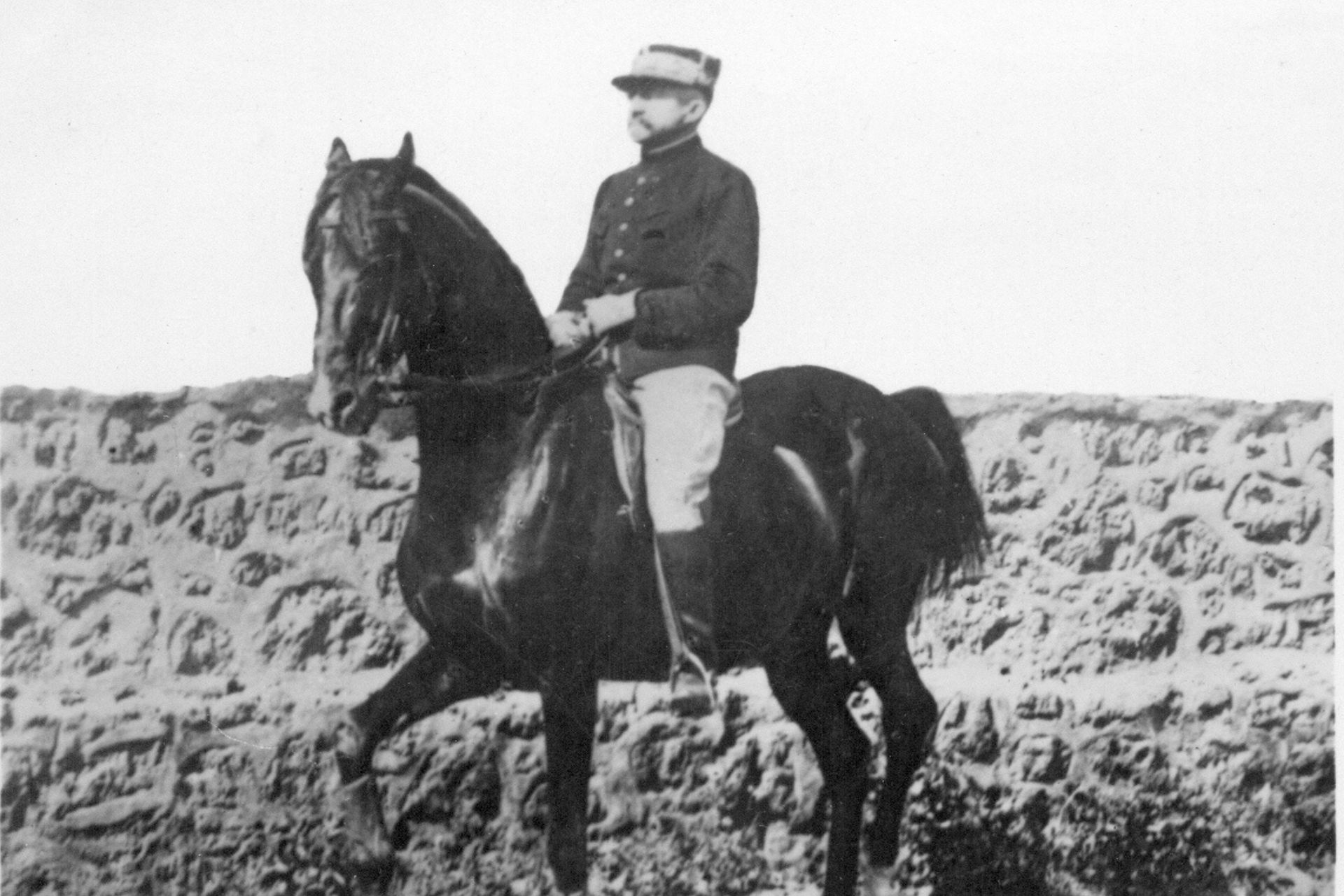 perché il cavallo agita la coda